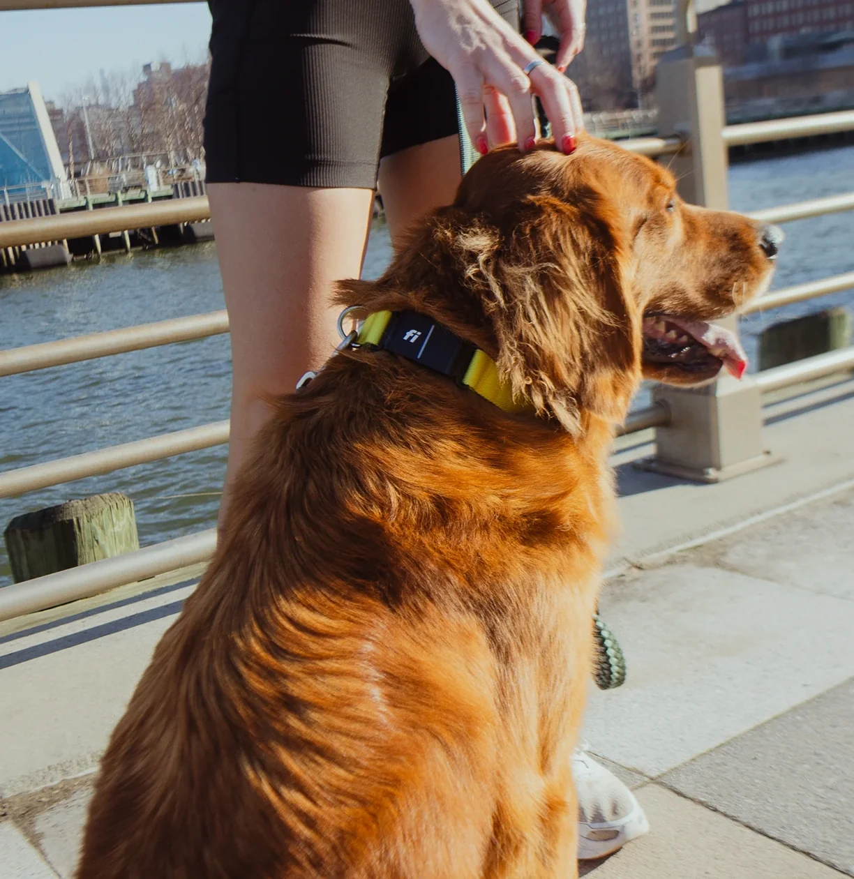Best Dog Harness Supplier for Wholesale Buyers